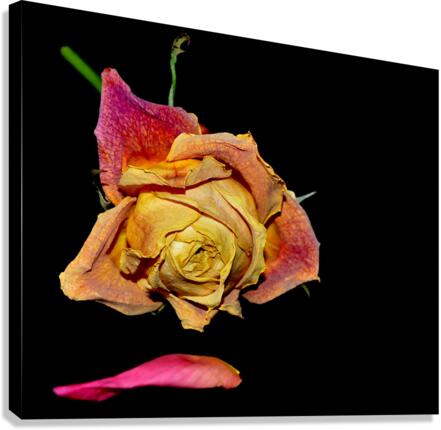 roses Canvas Print