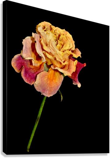roses Canvas Print