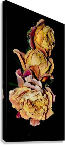 roses Canvas Print
