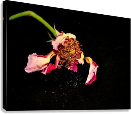 rose Canvas Print