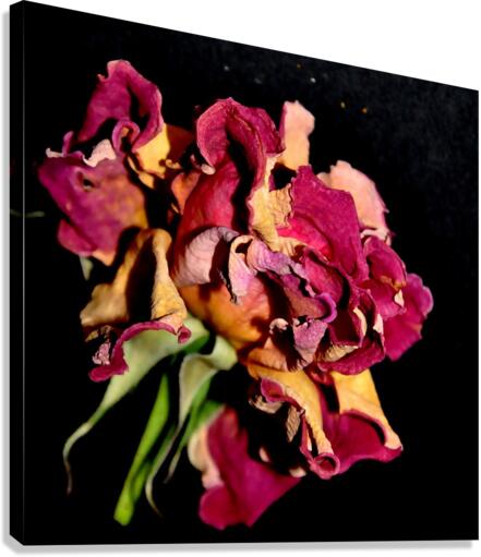 rose Canvas Print