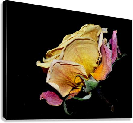 rose Canvas Print