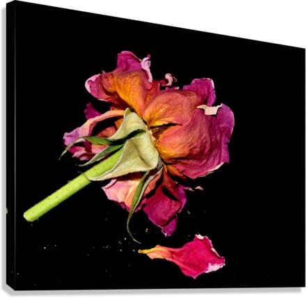 rose Canvas Print