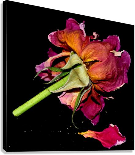 DSC 2243 e Canvas Print