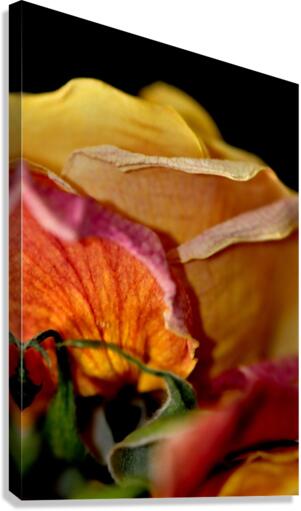 rose Canvas Print
