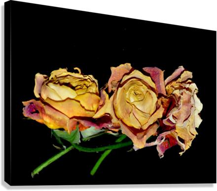 DSC 2238 e Canvas Print