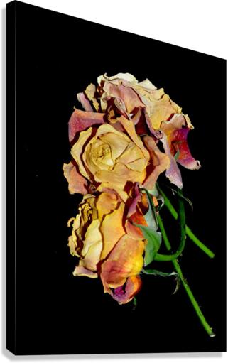 Roses  Canvas Print