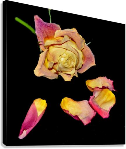 rose Canvas Print