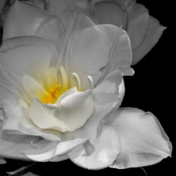 tulipe 