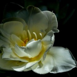 tulipe sur fond noir 