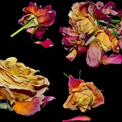 LES ROSES1 