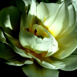 fleur blanche