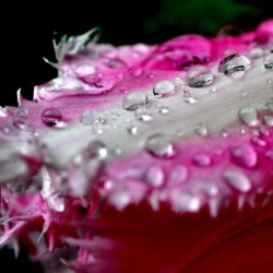 gouttes de rosee