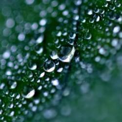green2