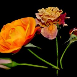 rose