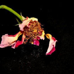 rose