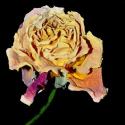 rose