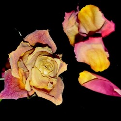 rose