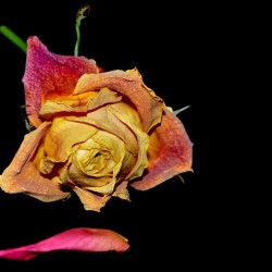 roses