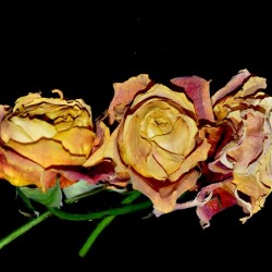 DSC 2238 e