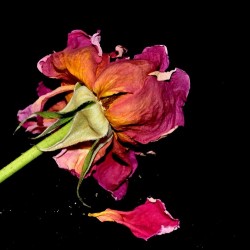 rose