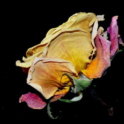 rose