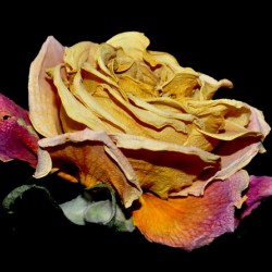 rose