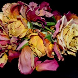 nature morte de roses