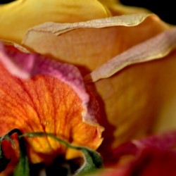 rose