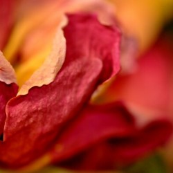 reve de roses