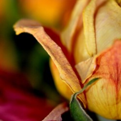 reve de roses