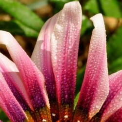 fleur rose