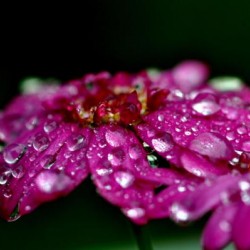 printemps 