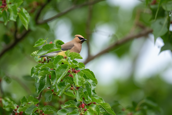 Cedar waxwing 1 by Jon Jon