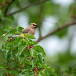 Cedar waxwing 1
