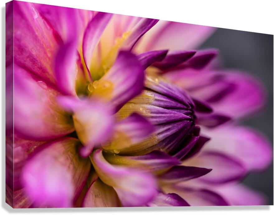 Morning Dew Canvas Print