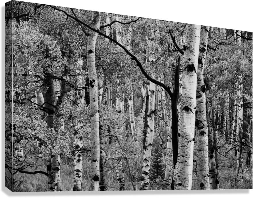 Branch Out Canvas Print