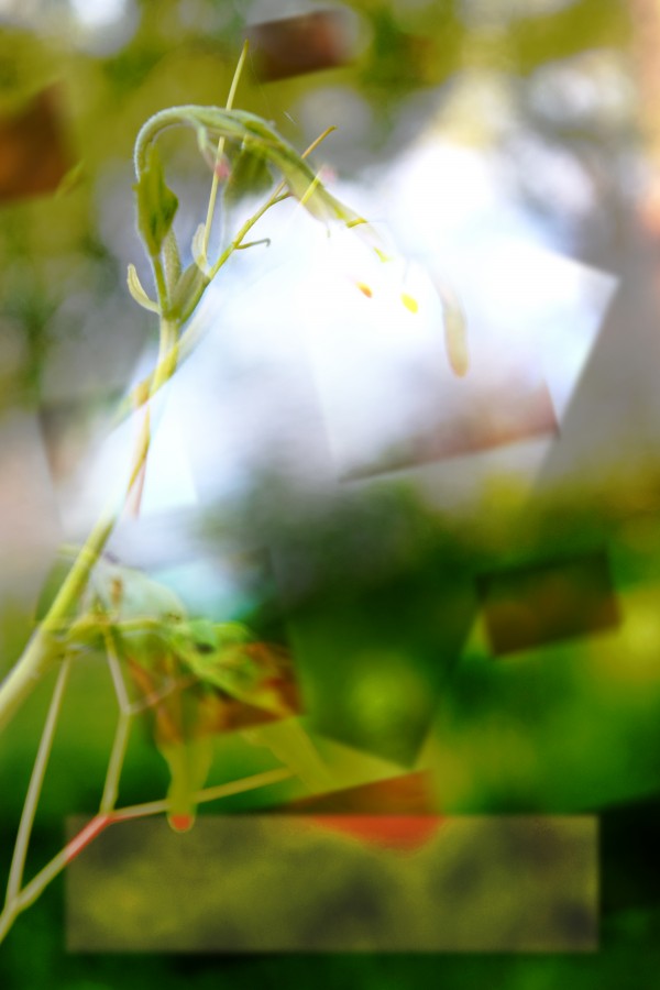 Tige printanière Print