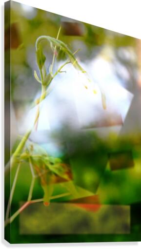 Tige printanière Canvas Print