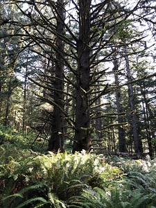 Twin Evergreens 