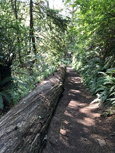 A Walk in the Forest 
