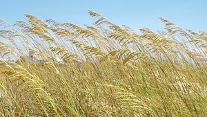 Sea Grass
