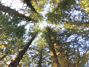 Pines to the Sky