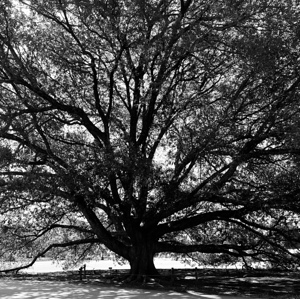Compton Oak 