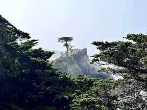 The Lone Cypress 