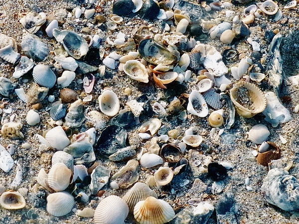 Shell Beach  Print