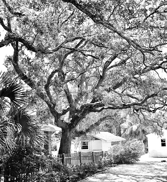 Front Yard  Print