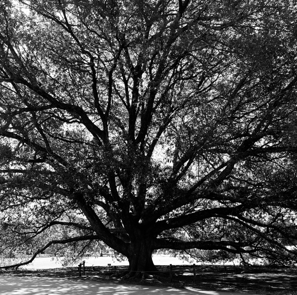 Compton Oak  Print