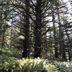 Twin Evergreens 