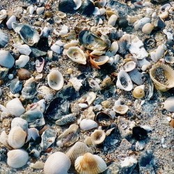 Shell Beach 